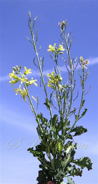  Plant